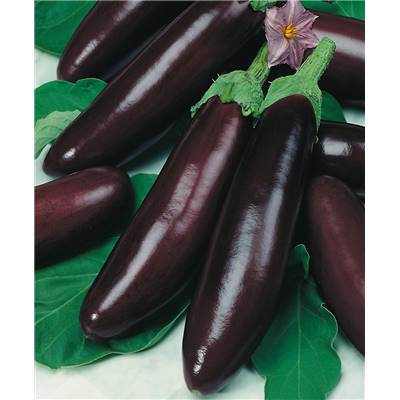 AUBERGINE VIOLETTE DE BARBENTANE BIO - 1 G