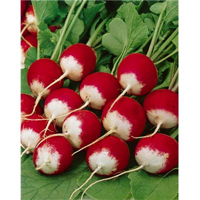 RADIS NATIONAL BIO - 8G
