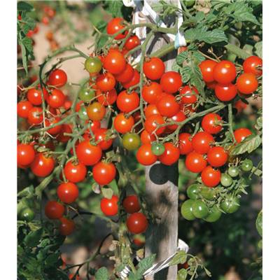 TOMATE CERISE BIO - 0.5 G