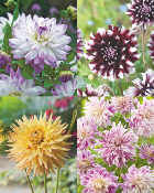 OFFRE DAHLIAS DECORATIFS - 4 BULBES