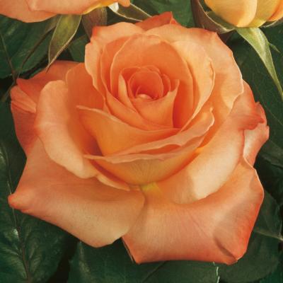 ROSIER - PRESTIGE DE LYON® MEINIMO