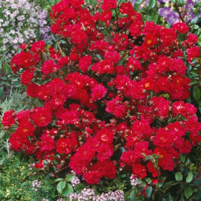 ROSIER THE FAIRY ROUGE - LE ROSIER