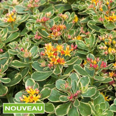 SEDUM KAMTSCHATICUM VARIEGATUM- 3 GODETS