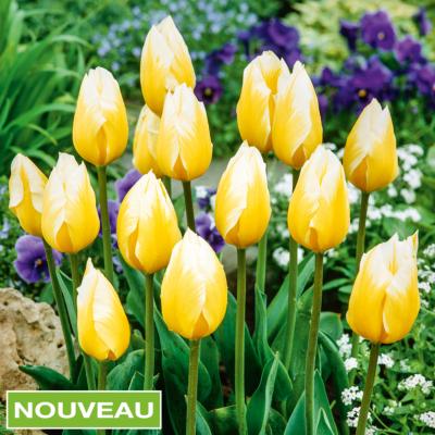 TULIPE SWEETHEART - 10 BULBES