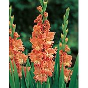 GLAIEUL FRIZZLED CORAL LACE - 10 BULBES