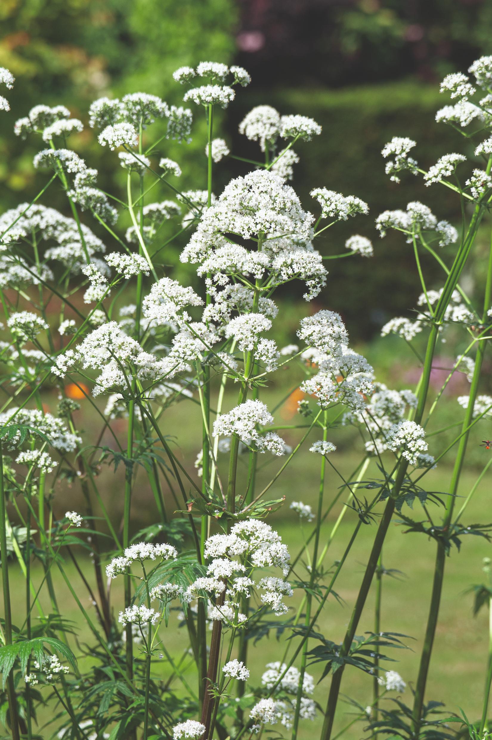 Valériane officinale