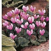 CYCLAMEN DE NAPLES ROSE - 3 BULBES