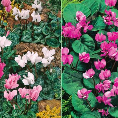 OFFRE SPECIALE 9 CYCLAMENS