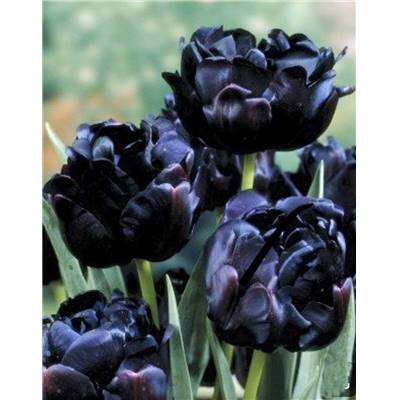 TULIPE BLACK HERO - 5 BULBES