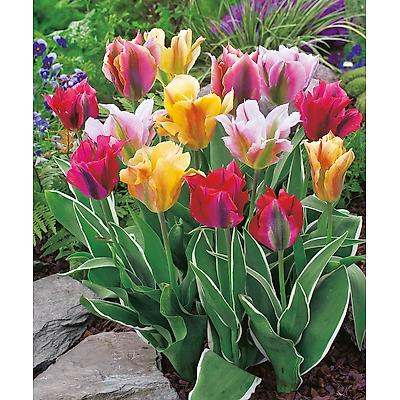 MELANGE TULIPES VIRIDIFLORAS - 20 BULBES