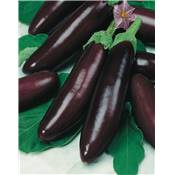 AUBERGINE VIOLETTE DE BARBENTANE - 1 G