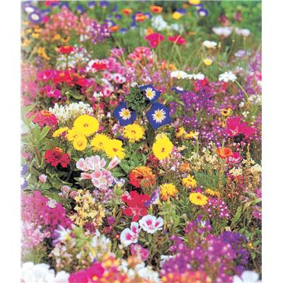 FLEURS NAINES BORDURES ET ROCAILLES - 4 G