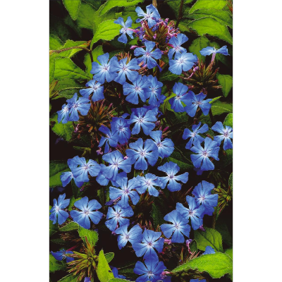 CERATOSTIGMA PLUMBAGINOIDES