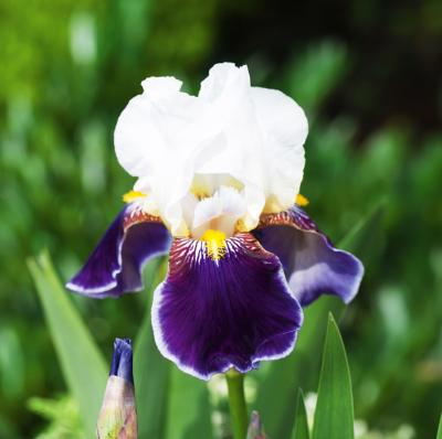 IRIS WABASH - LE GODET