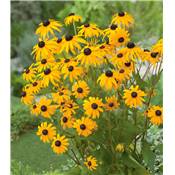 RUDBECKIA GOLDSTURM - 3 GODETS