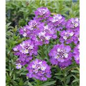 IBERIS SEMPERVIRENS MAUVE - 3 GODETS