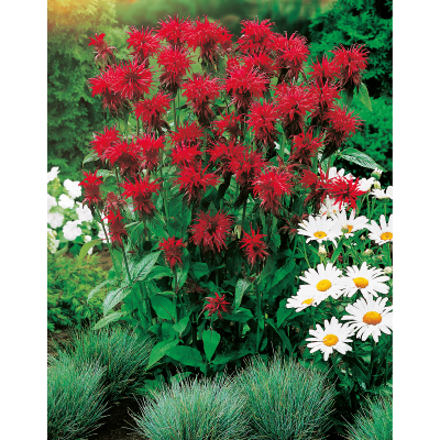 OFFRE FABRE : LOT DE 6 MONARDES 