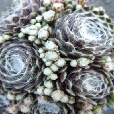 SEMPERVIVUM CHICK CHARMS® COTON CANDY