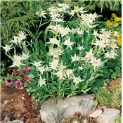 EDELWEISS PLANTE VIVACE - 3 GODETS