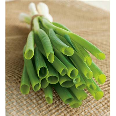 CIBOULE - LOT DE 2 PLANTES