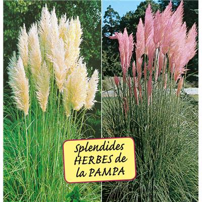 OFFRE HERBES DE LA PAMPA - 2 GODETS