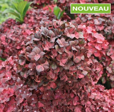 HORTENSIA CHOCOLATE EVER BELLES® HOKOMACHOCO - LE GODET 