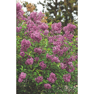 LILAS MICROPHYLLA RED PIXIE - LE GODET 