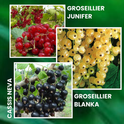 OFFRE PETITS FRUITS - 6 PIEDS