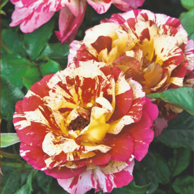 FIFTY-FIFTY - LES 3 ROSIERS