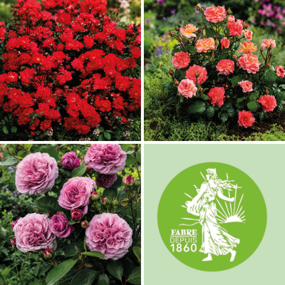 OFFRE FABRE : 3 Rosiers miniatures 