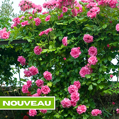 ROSIER GRIMPANT SMOOTH LADY - LE ROSIER