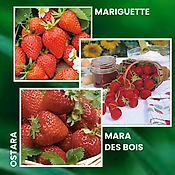 OFFRE SPECIALE FRAISIERS DEGUSTATION - 60 PLANTS