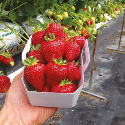 FRAISIER MAGNUM - 20 PLANTS