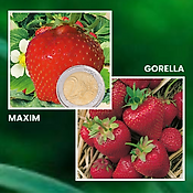 OFFRE FRAISIERS DEGUSTATION GROS FRUITS - 40 PLANTS