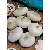 OIGNON BLANC HATIF DE PARIS - 2.5 G