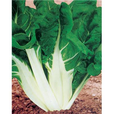 POIREE VERTE 3 A CARDE BLANCHE - 5 G