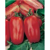 TOMATE SCATOLONE - 0,5 G