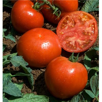 TOMATE HECTOR HF1 - 15 SEMENCES