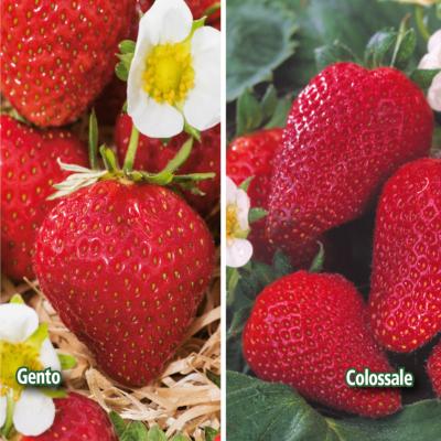 ASSORTIMENT DE FRAISIERS - 40 PLANTS