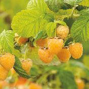 FALL GOLD JAUNE - LE POT de 1,5L