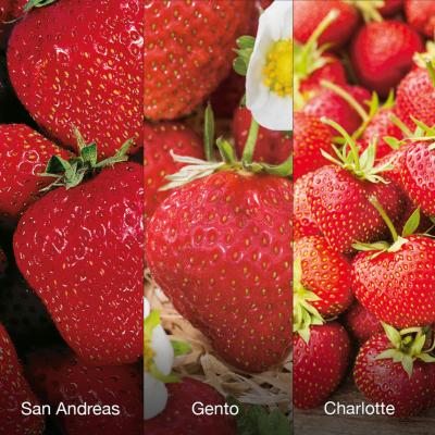OFFRE FRAISIERS GROS FRUITS - 60 FRAISIERS- 6 mois de récolte.