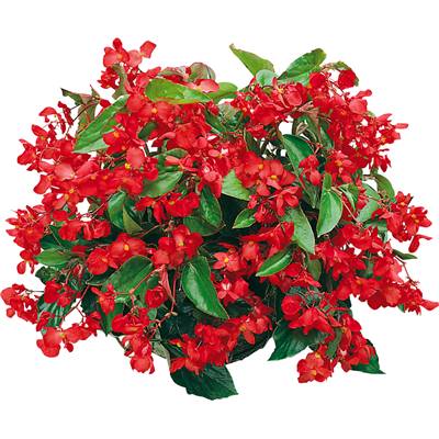 BEGONIA DRAGON WING - 3 PLANTES EN GODETS