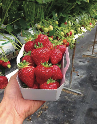 FRAISIER MAGNUM - 20 PLANTS