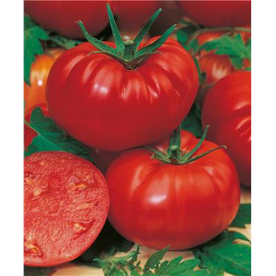 TOMATE MARMANDE - 3 GODETS