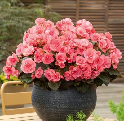 BEGONIAS DOUBLES - ROSE FILET DE 3 BULBES