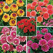OFFRE DAHLIAS BUISSONS DECORATIFS  - 10 BULBES