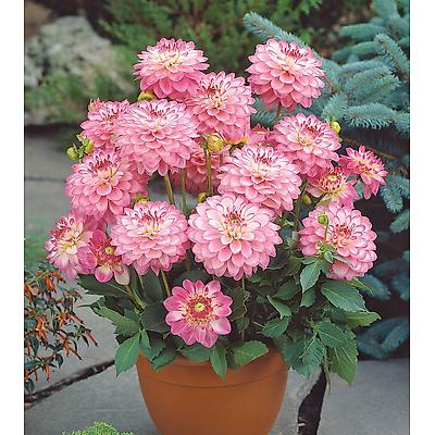 DAHLIA MELODY DIXIE