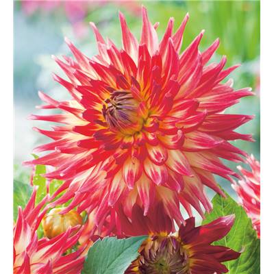 DAHLIA - DANA
