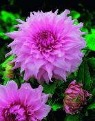 DAHLIA BREAK OUT- 1 BULBE