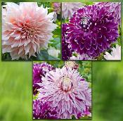 OFFRE DAHLIAS GEANTS - 3 BULBES